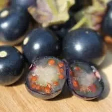 RARE ENDANGERED Tomatito Morado Seeds Extremely Rare Endangered Plant Species