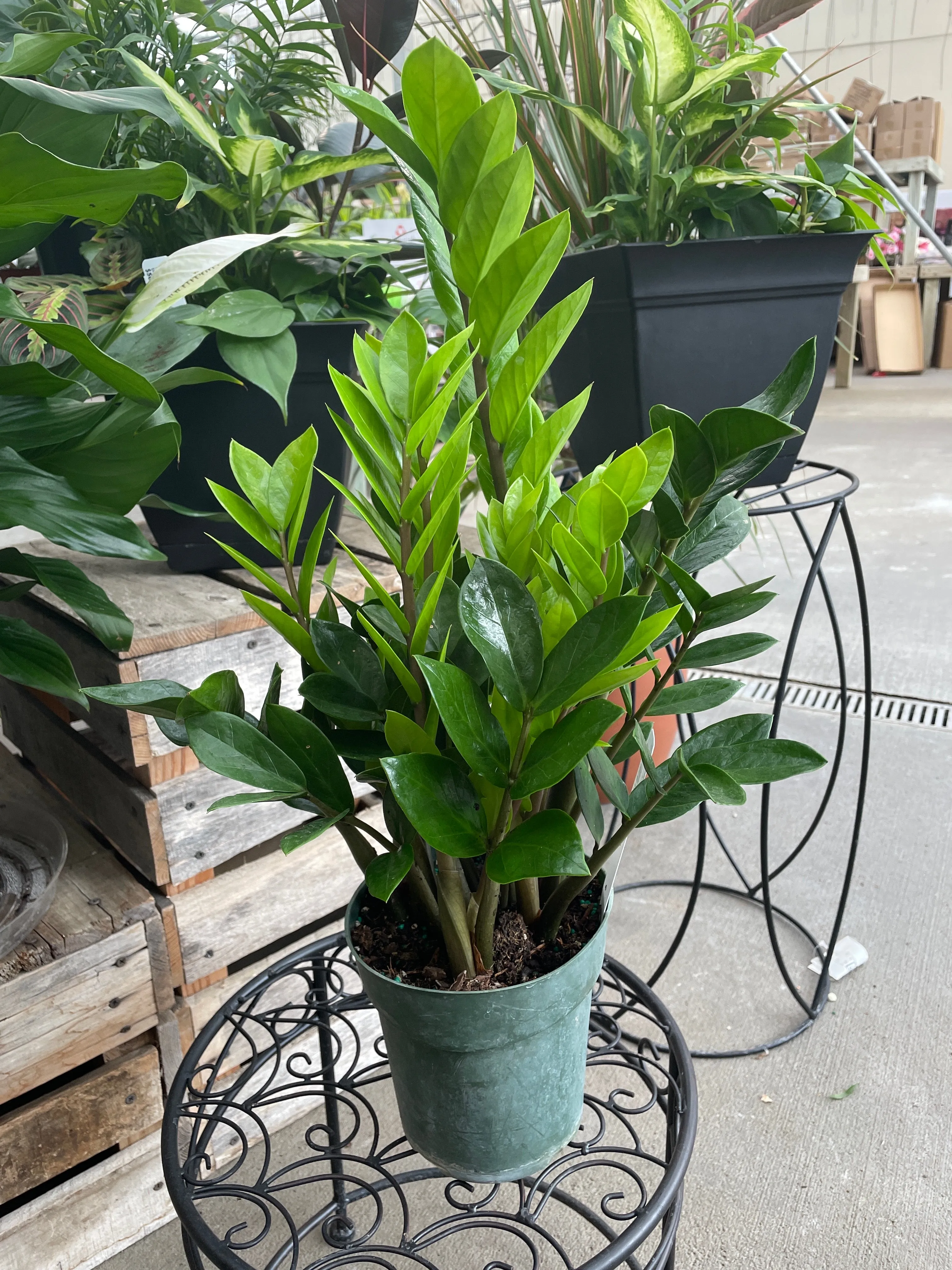 Zamioculcas Zamiifolia - ZZ Plant